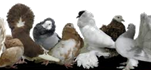 Vsledek obrzku pro holub logo