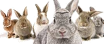 Výsledek obrázku pro králík logo